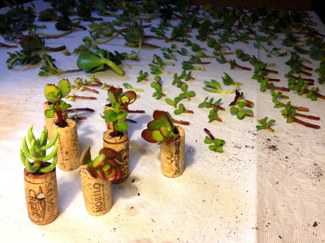 Cork Planter Production Line : LucidDesign