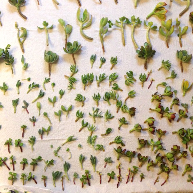 Baby Succulents : LucidDesign